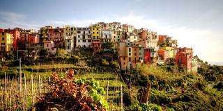 Cinque Terre - Corniglia - Vista dalle vigne a terrazzamento